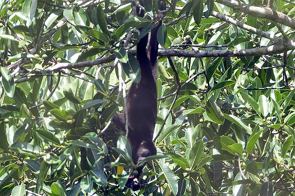 Mantled Howler/Spider Monkey ?