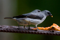 Plain-coloured Tanager (Tangara inornata) male and female