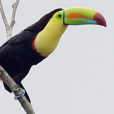 Keel-billed Toucan (Ramphastos sulfuratus) also known as Sulfur-breasted Toucan, Rainbow-billed Toucan
