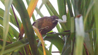 Grey-throated Babbler (Stachyris nigriceps)