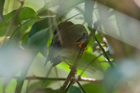 Lance-tailed Manakin (Chiroxiphia lanceolata) juvenile male