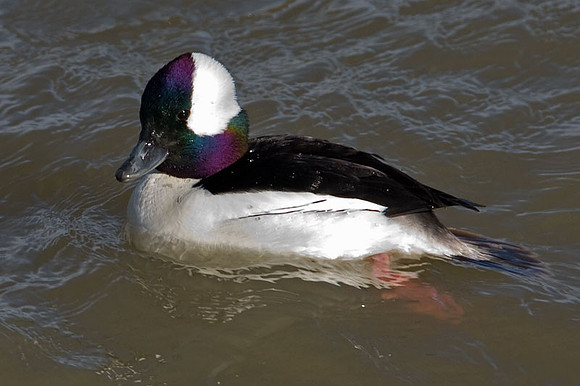 Bufflehead (Bucephala albeola)
