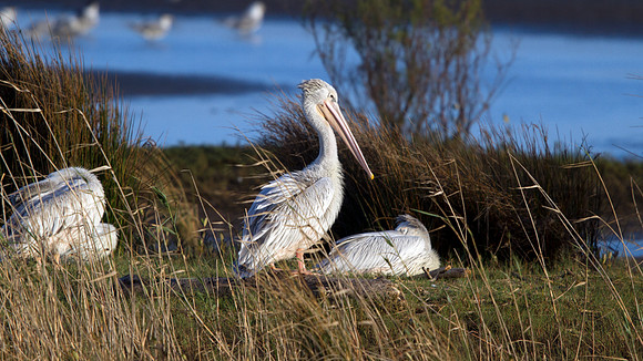 Pink-backed Pelican (Pelecanus rufescens)