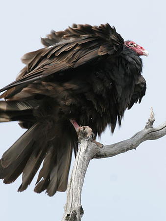 Turkey Vulture (Cathartes aura)