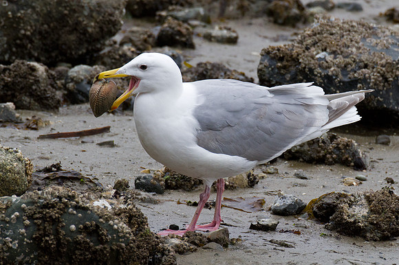Glaucous-winged Gull (Larus glaucescens)