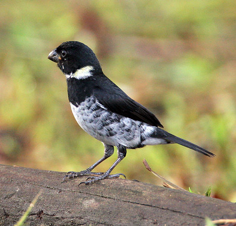 Variable Seedeater (Sporophila corvina) male