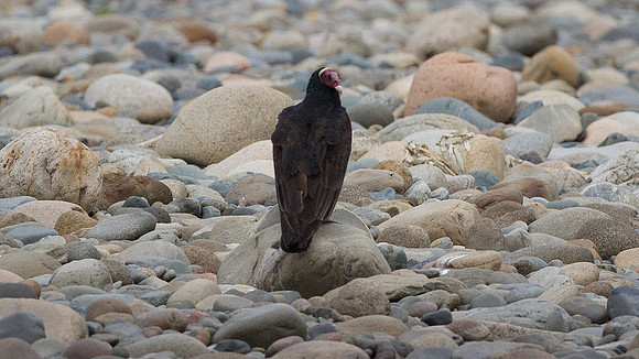Turkey Vulture (Cathartes aura)