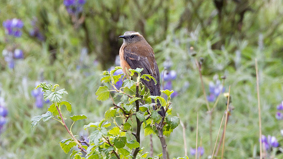 Brown-backed Chat-Tyrant (Ochthoeca fumicolor)