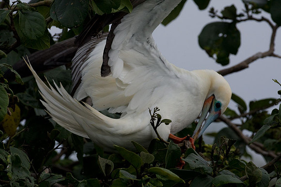 Red-footed Booby (Sula sula)