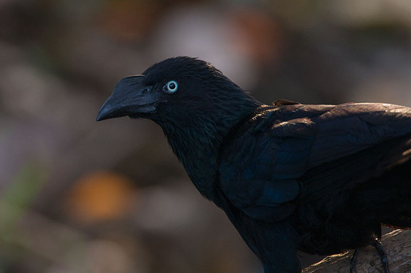 Greater Ani (Crotophaga major)