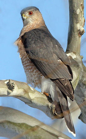 Cooper's Hawk (Accipiter cooperii)