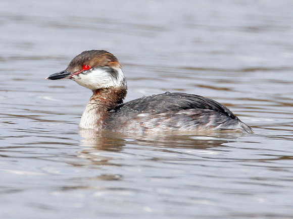 Horned Grebe (Podiceps auritus) winter plumage; also known as Slavonian Grebe