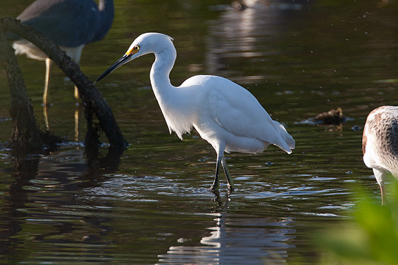 Snowy Egret (Egretta thula)