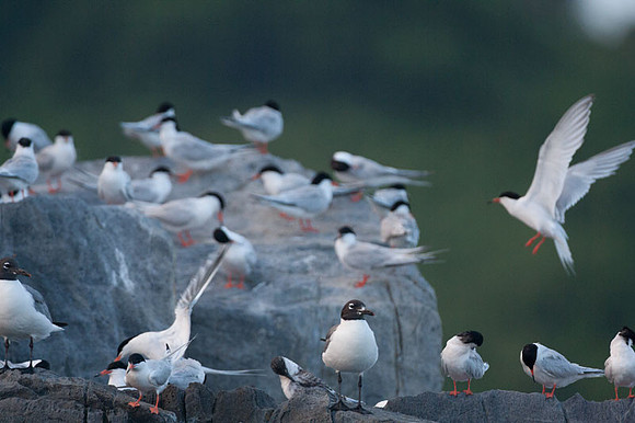 Forster's Tern (Sterna forsteri)