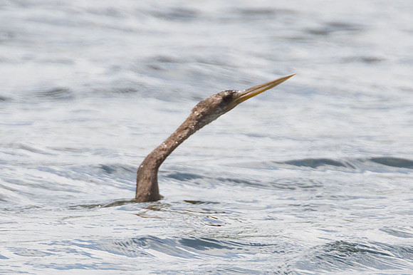 Anhinga (Anhinga anhinga)