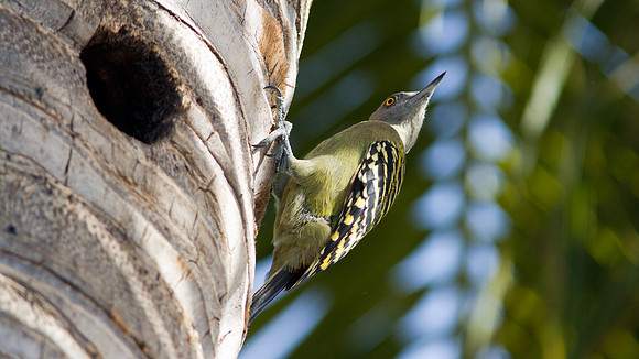 Hispaniolan Woodpecker (Melanerpes striatus)