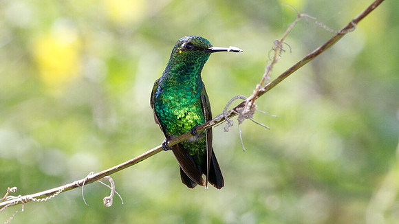 Blue-tailed Emerald (Chlorostilbon mellisugus)