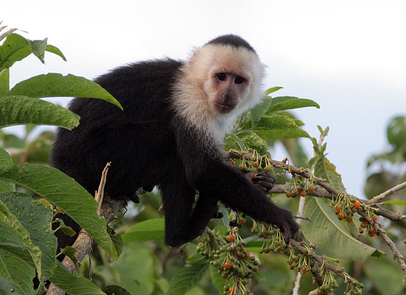 White-headed Capuchin (Cebus capucinus) also known as White-faced Capuchin
