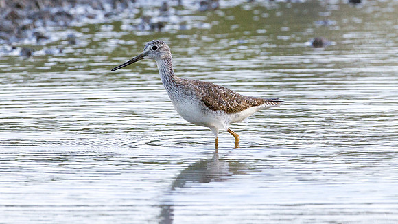 Greater Yellowlegs (Tringa melanoleuca)
