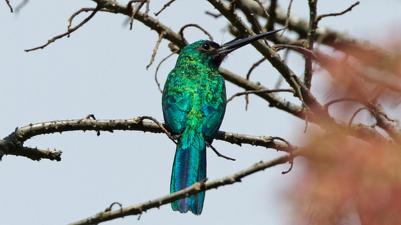 Bluish-fronted Jacamar (Galbula cyanescens)