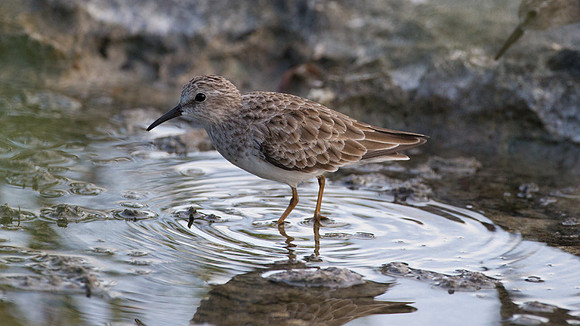 Least Sandpiper (Calidris minutilla)
