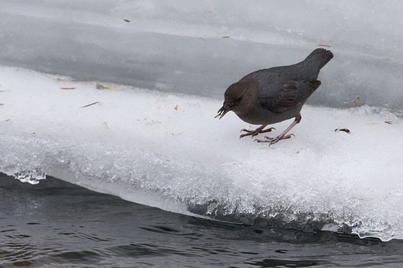 American Dipper (Cinclus mexicanus)