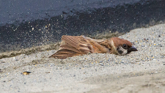 Eurasian Tree Sparrow (Passer montanus)