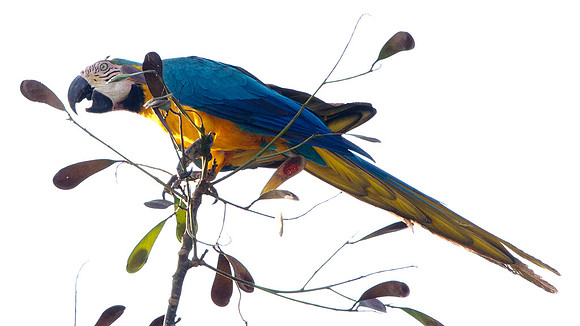 Blue-and-Yellow Macaw (Ara ararauna)