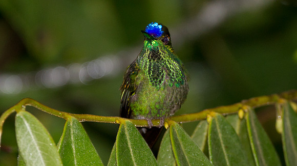 Violet-fronted Brilliant (Heliodoxa leadbeateri)