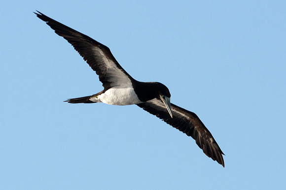 Brown Booby (Sula leucogaster)