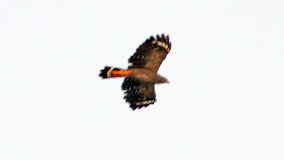 Crane Hawk (Geranospiza caerulescens)