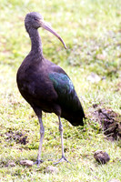 Puna Ibis (Plegadis ridgwayi)