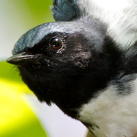 Black-throated Blue Warbler (Dendroica caerulescens)