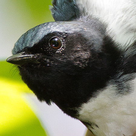 Black-throated Blue Warbler (Dendroica caerulescens)