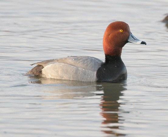 Redhead (Aythya americana) male