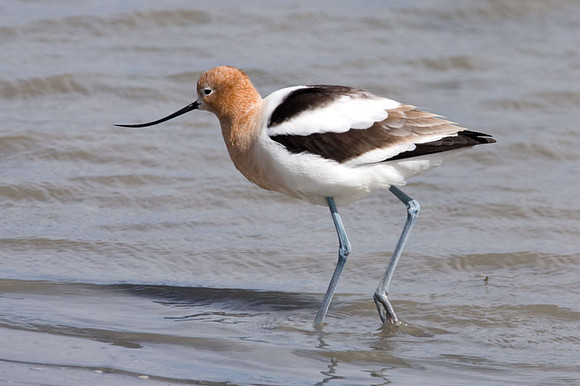 American Avocet (Recurvirostra americana)