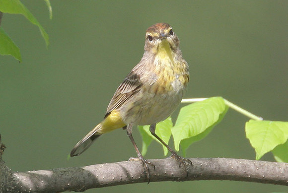 Palm Warbler (Dendroica palmarum)