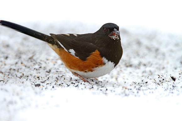 Eastern Towhee (Pipilo erythrophthalmus)