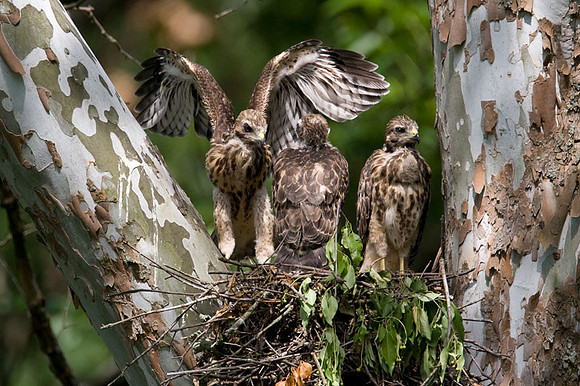 Red-shouldered Hawk (Buteo lineatus) juvenile