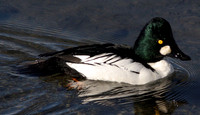 Common Goldeneye (Bucephala clangula) male