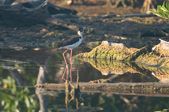 Black-necked Stilt (Himantopus mexicanus)