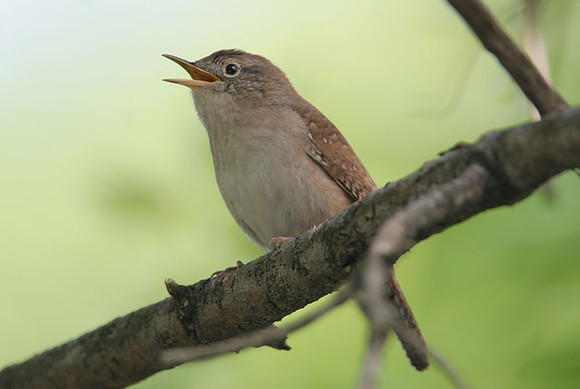 House Wren (Troglodytes aedon)