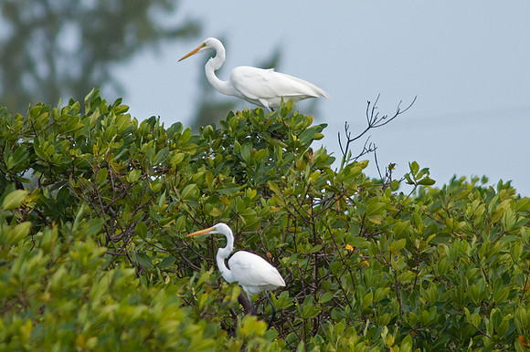 Great Egret (Ardea alba) also known as Great White Egret or Common Egret