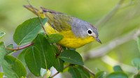 Nashville Warbler (Vermivora ruficapilla)