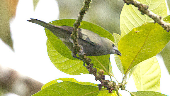 Palm Tanager (Thraupis palmarum)