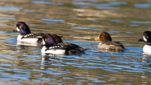 Barrow's Goldeneye (Bucephala islandica)