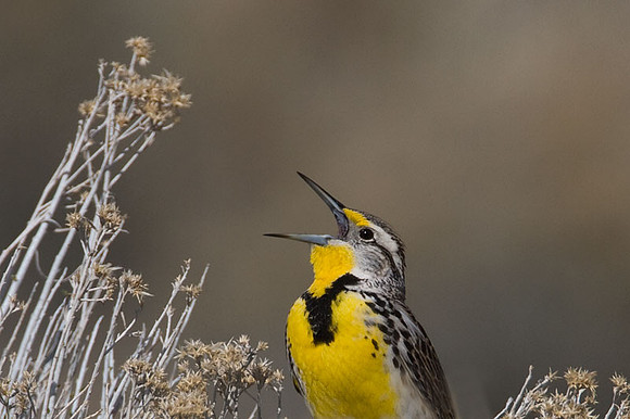 Western Meadowlark (Sturnella neglecta)
