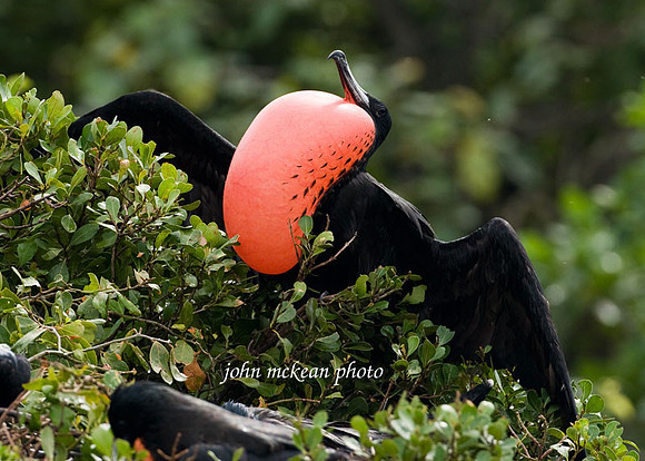Magnificent Frigatebird (Fregata magnificens) male