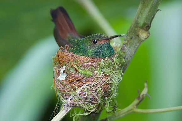 Rufous-tailed Hummingbird (Amazilia tzacatl) female