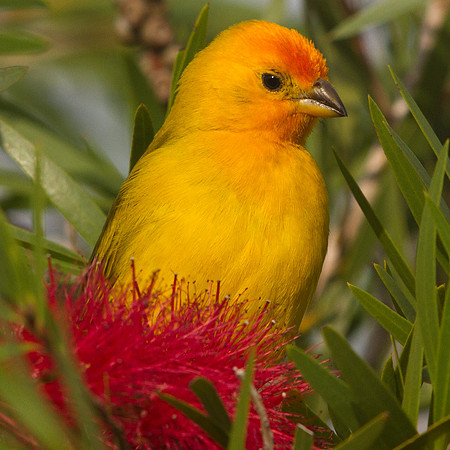 Saffron Finch (Sicalis flaveola) Male